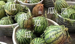 关于娱乐吃瓜的头像,揭秘明星幕后故事