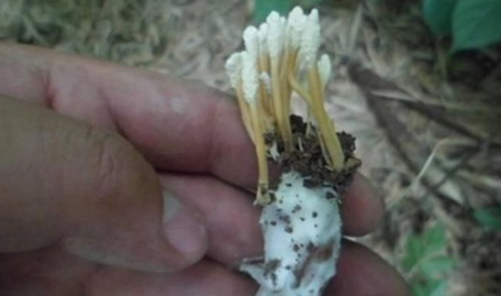 金蝉花图片,虫菌共生奇观，传统中药的珍贵瑰宝