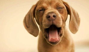 娱乐吃瓜酱阿姨卖小狗,娱乐吃瓜酱背后的温馨故事