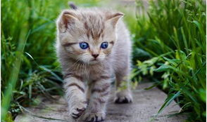 娱乐吃瓜小猫咪微博,揭秘娱乐圈幕后故事