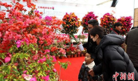 福建鲜花,春意盎然的美丽画卷