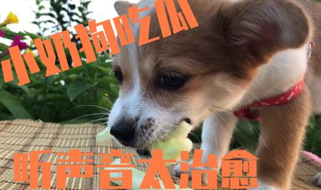 娱乐吃瓜菌狗狗,揭秘娱乐圈那些不为人知的幕后故事